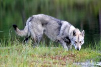 /album/saarloos-wolfdog-norway/image-11-11-jpg/